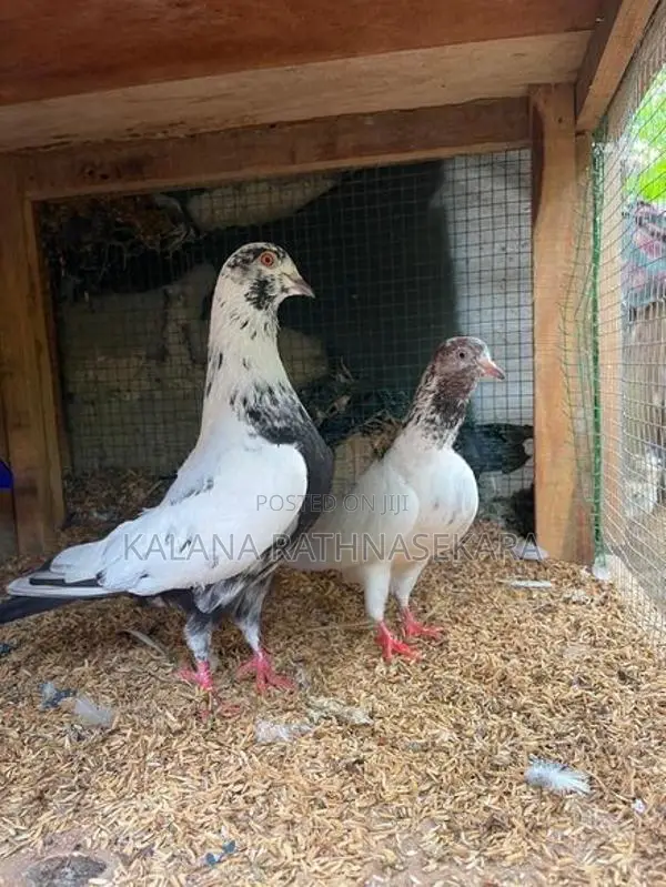 Pigeons