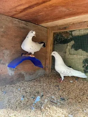 Pigeons