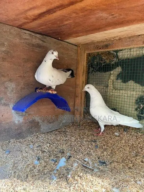 Pigeons