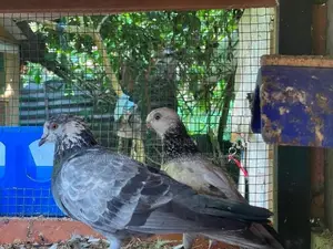 Pigeons
