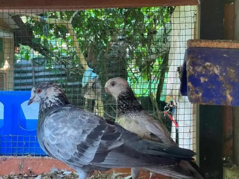 Pigeons
