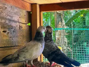 Pigeons