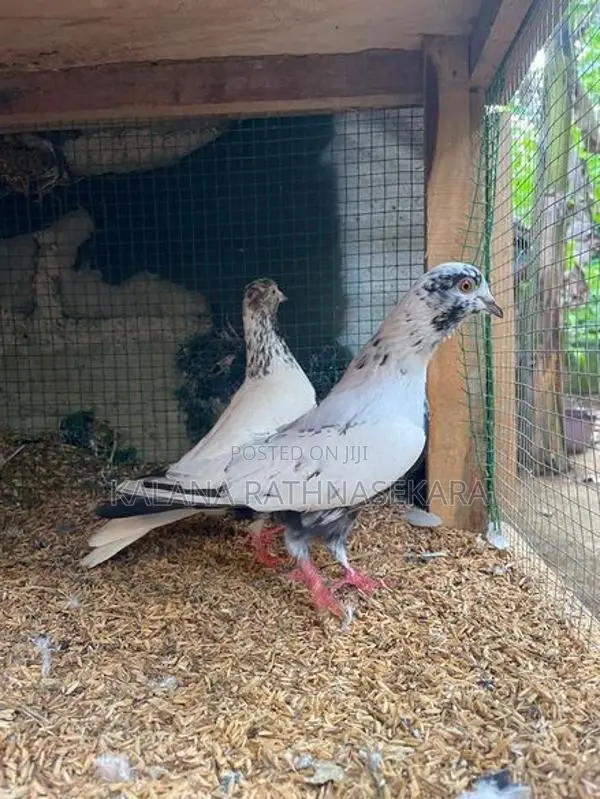 Pigeons