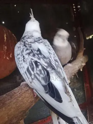 White Cockatiel Bird