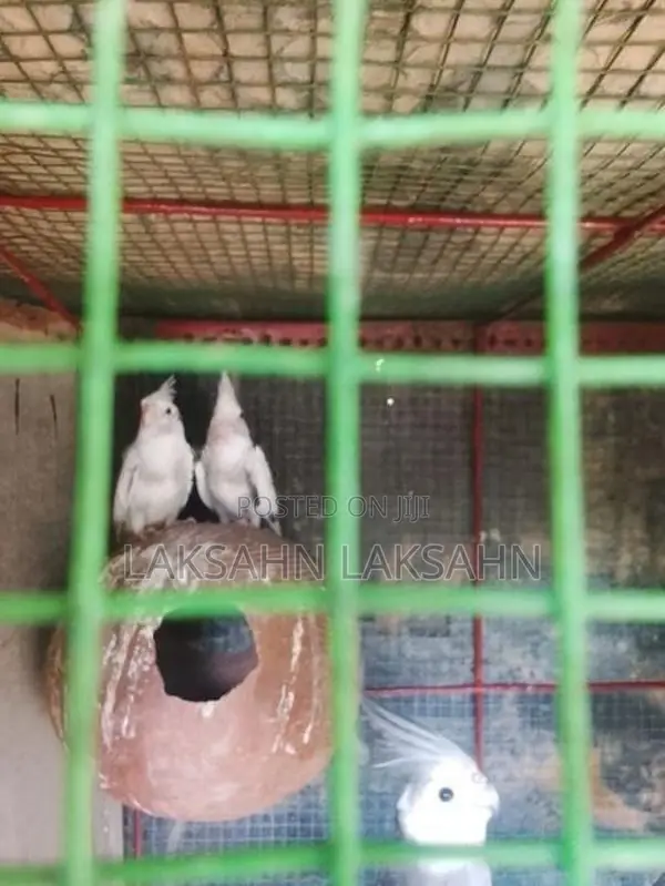 White Cockatiel Bird