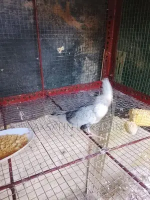 White Cockatiel Bird