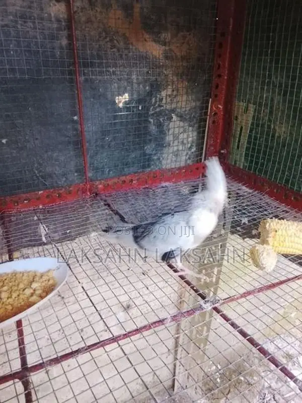 White Cockatiel Bird