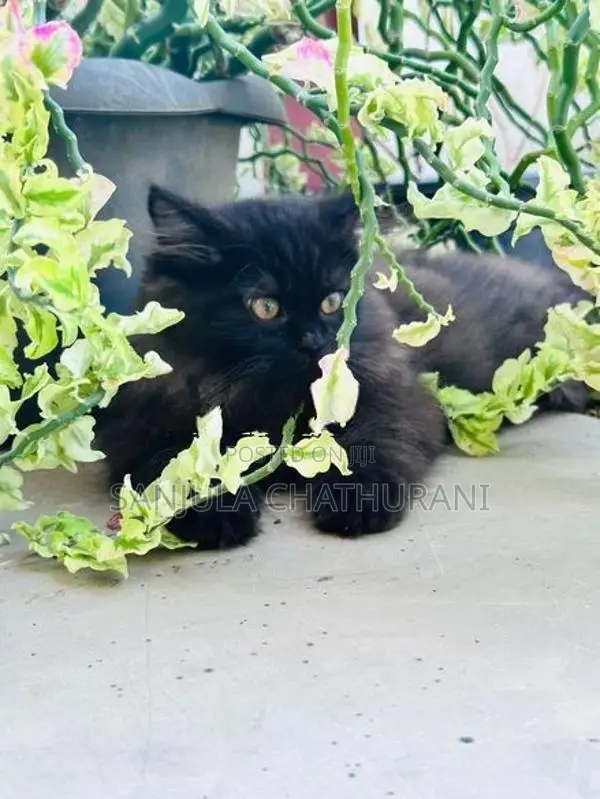Persian Kitten