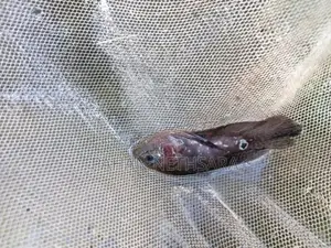 Oscar Fish