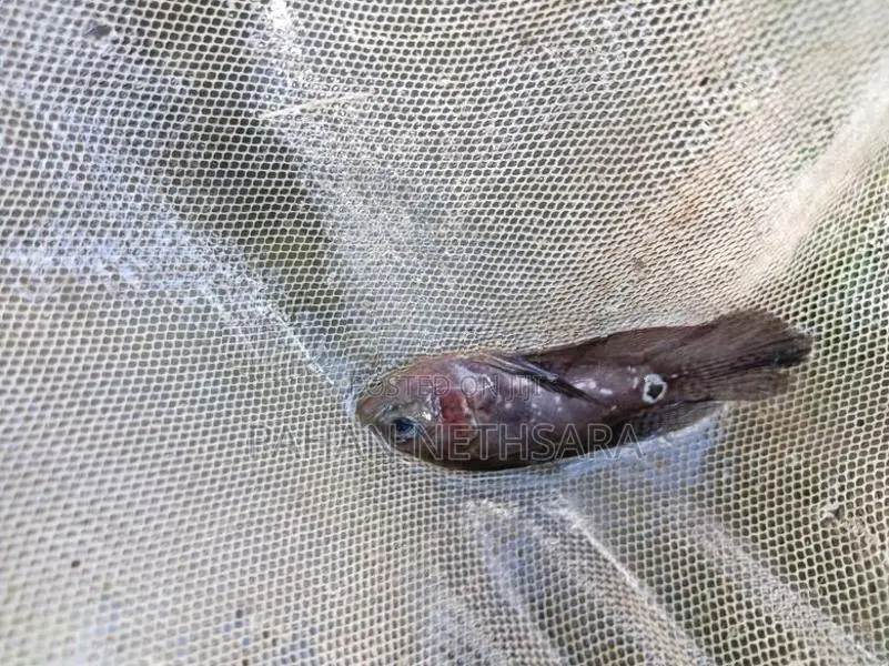 Oscar Fish