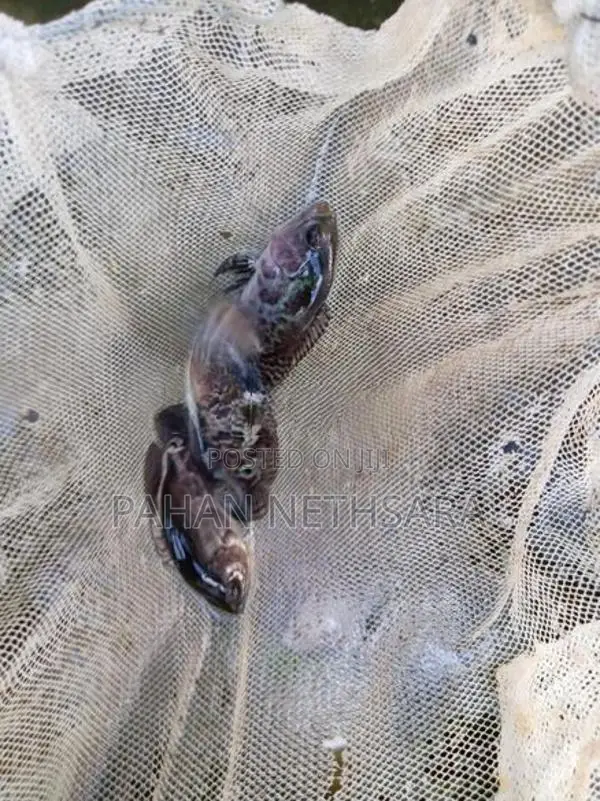 Oscar Fish