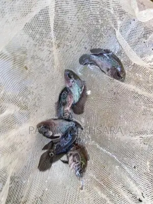 Oscar Fish