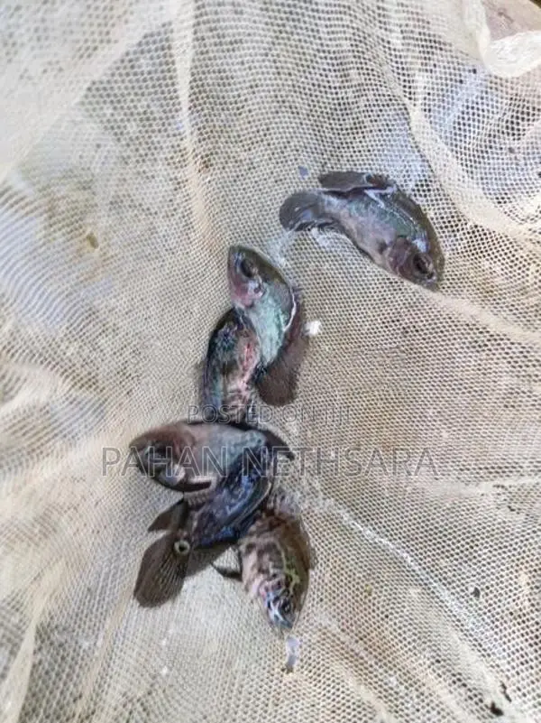 Oscar Fish