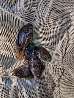 Oscar Fish