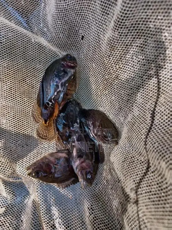 Oscar Fish