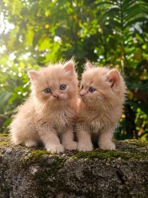 Persian Cat