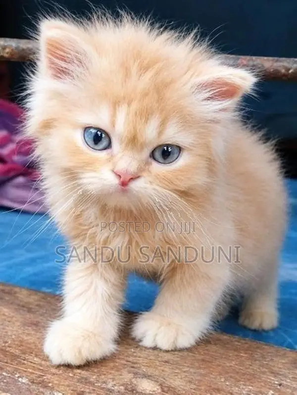 Persian Cat