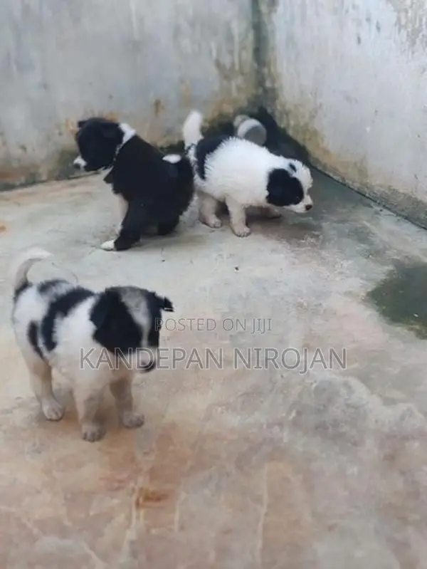 Lion Pomeranian Puppies