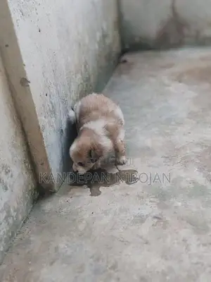 Lion Pomeranian Puppies