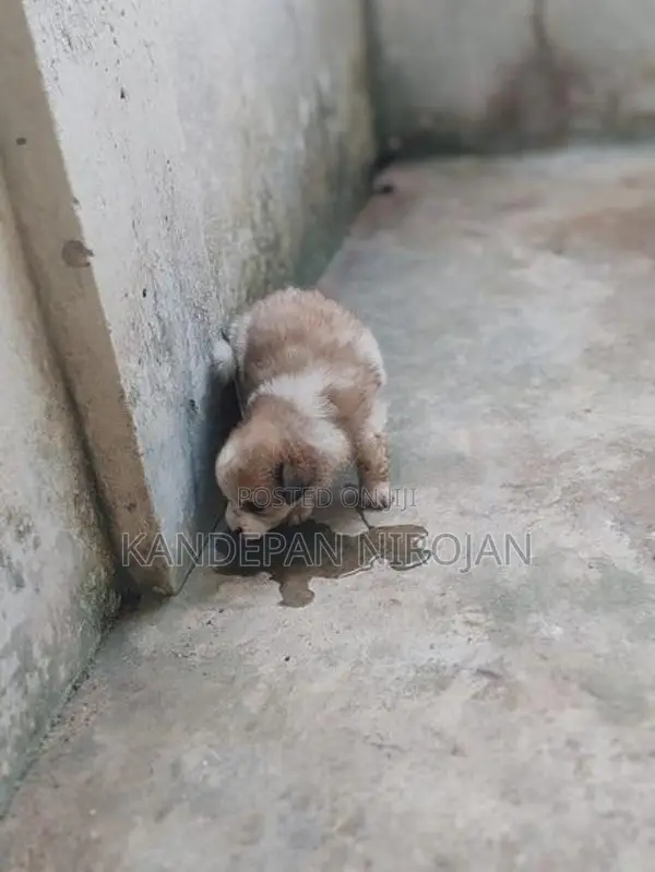 Lion Pomeranian Puppies