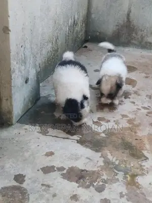 Lion Pomeranian Puppies