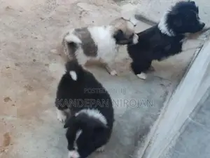 Lion Pomeranian Puppies
