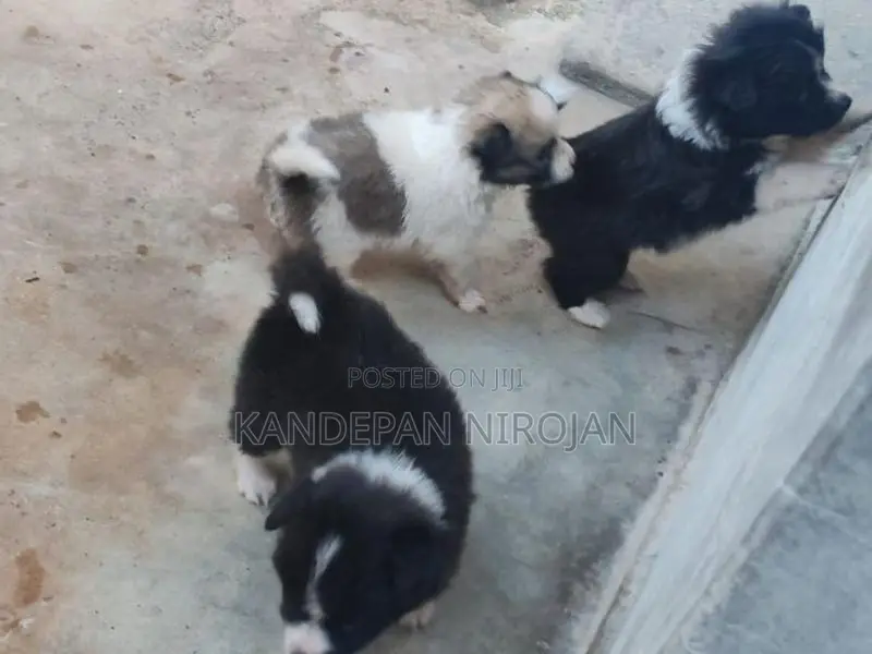 Lion Pomeranian Puppies