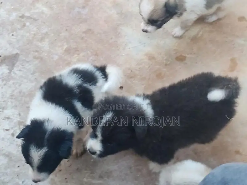 Lion Pomeranian Puppies