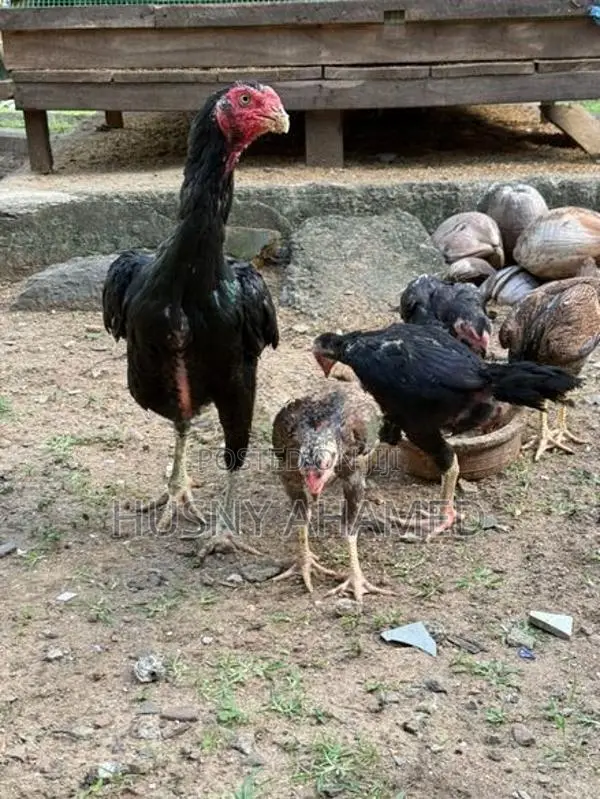 Shamo Rooster