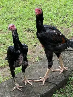 Shamo Rooster