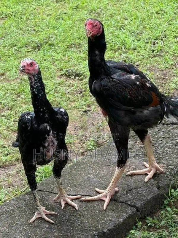 Shamo Rooster