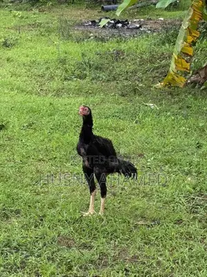 Shamo Rooster