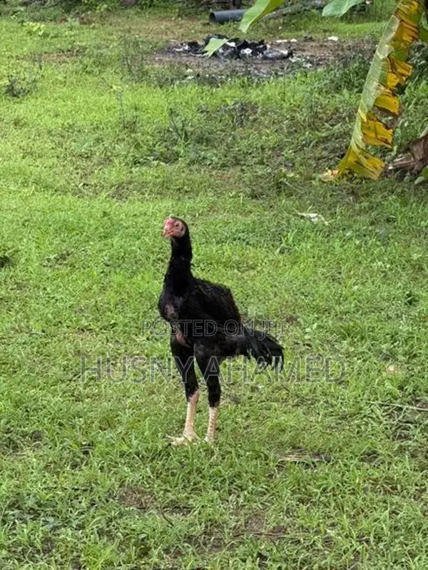 Shamo Rooster