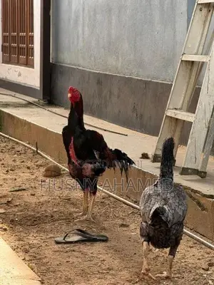 Shamo Rooster