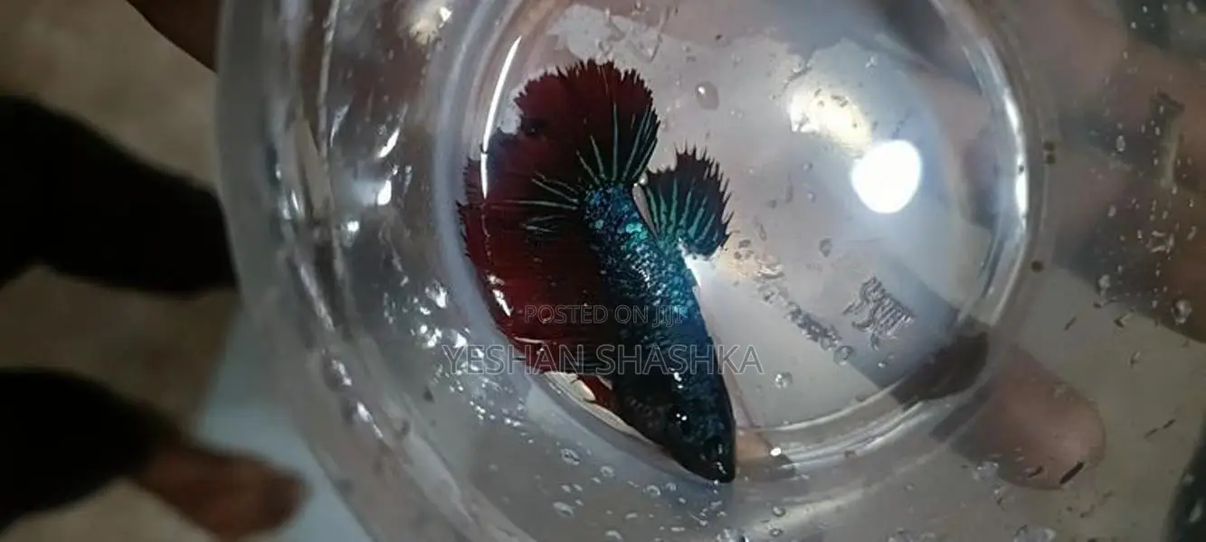 Betta Fish