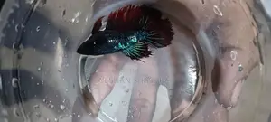 Betta Fish