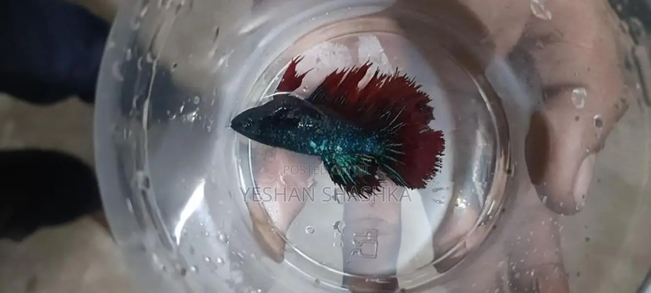 Betta Fish
