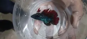 Betta Fish