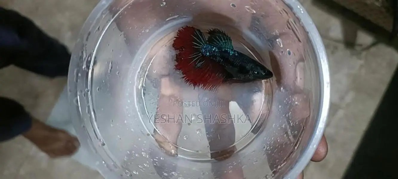 Betta Fish