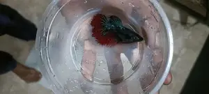Betta Fish
