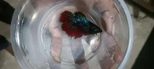 Betta Fish