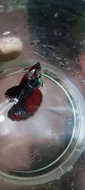 Betta Fish