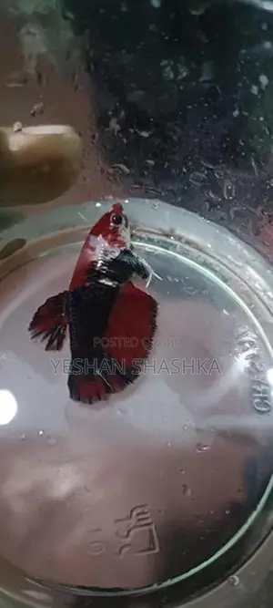Betta Fish