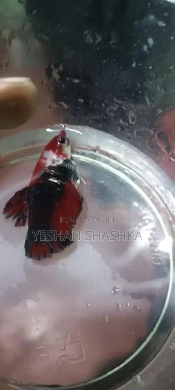 Betta Fish