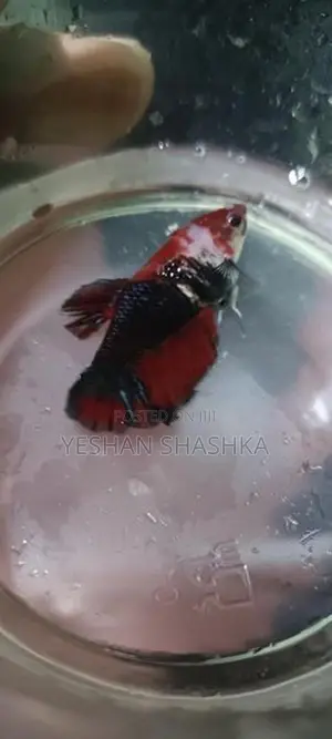 Betta Fish
