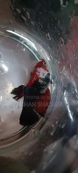 Betta Fish