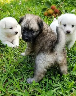 Pomaneriyan Puppy