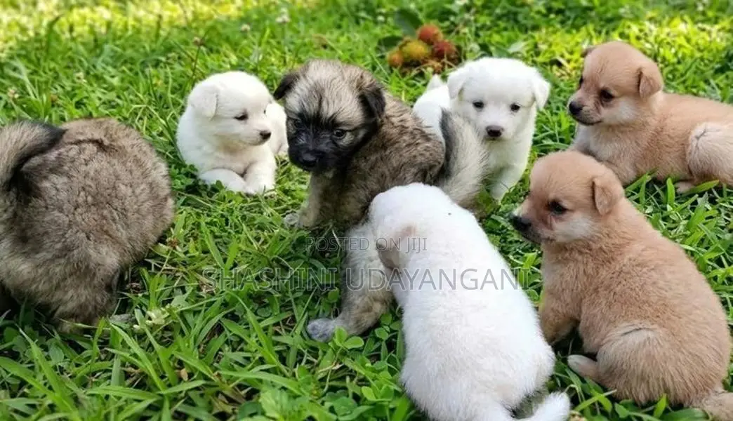 Pomaneriyan Puppy