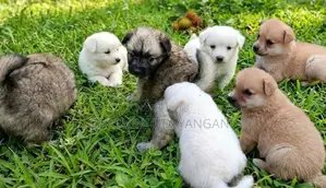 Pomaneriyan Puppy