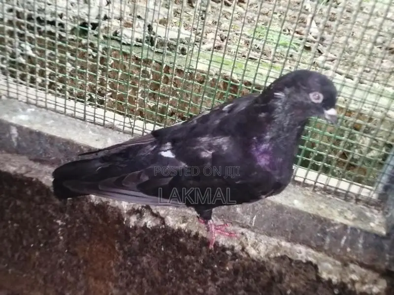 Pigeons